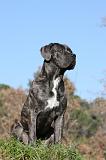 CANE CORSO 952